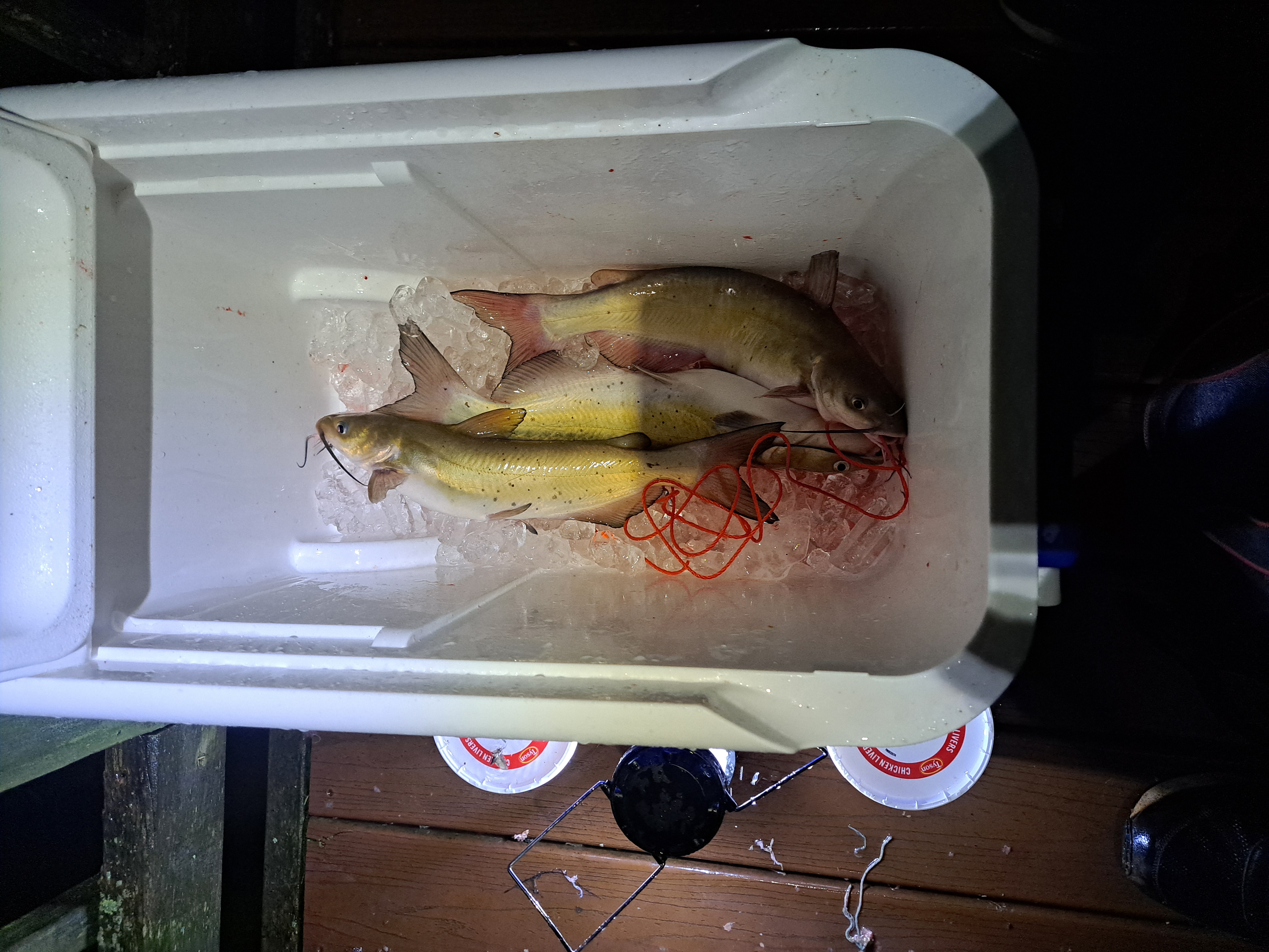 Quiet night in June (no rain)